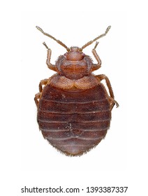 Cimex Lectularius (bed Bug) Isolated In A White Background