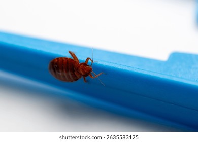 Cimex lextularius - bed bug and white background
