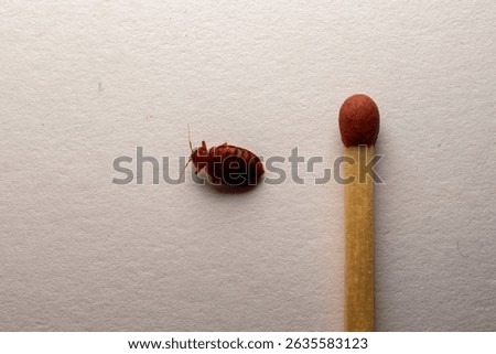 Cimex lextularius - bed bug and white background