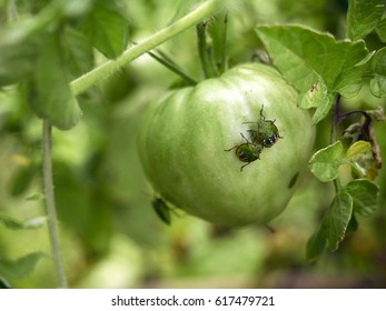 Cimex And Tomatoes