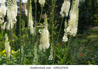 Cimicifuga Racemosa High Res Stock Images Shutterstock