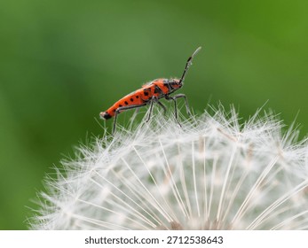 A Cinamon Bug on a Dandelion Clock