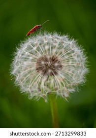 A Cinamon Bug on a Dandelion Clock