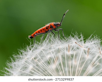 A Cinamon Bug on a Dandelion Clock