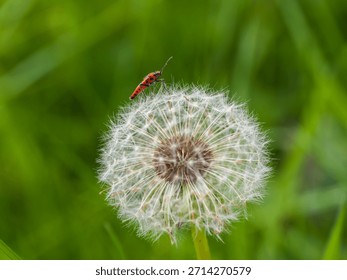A Cinamon Bug on a Dandelion Clock