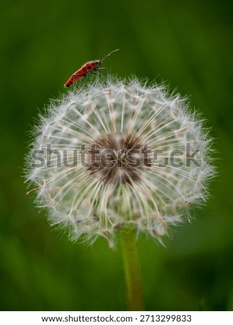 A Cinamon Bug on a Dandelion Clock