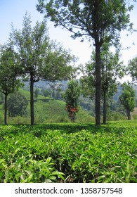 Cinchona Tree At Gambung Tea Plantation West Java Indonesia