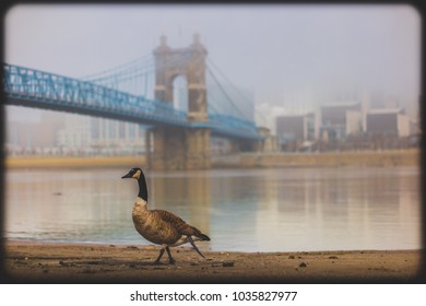 Cincinnati Roebling Bridge And Skyline On A Foggy Day