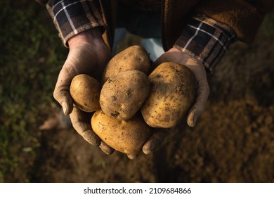 Cinematic close up shot of mature farmer's hands showing heap of fresh raw potatoes harvested at the moment on countryside agricultural bio and eco farming cultivation field garden. - Shutterstock ID 2109684866