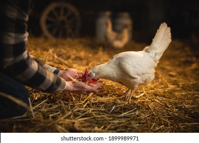 Cinematic close up shot of young male farmer is feeding from his hands ecologically grown white hen with proper genuine bio nutrient cereals for eggs laying in a barn of countryside agricultural farm. - Powered by Shutterstock