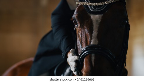Cinematic close up of young horsemanship master dressed in a professional apparel is caressing his bay horse before to start practising exercises for competition of horse racing and dressage.