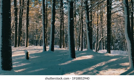 Cinematic Image Of Beautiful Winter Forest Landscape During Cold Morning With Sunlight 