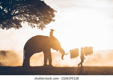 Cinematic Representation Of Countryside Culture Of Thailand. Thai People Spending Time In The Jungle With Their Elephants