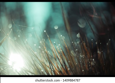 A Cinematic Shot Depicting Morning Dew Drops On Leaves Of Grass, Lit By The Rising Sun. 