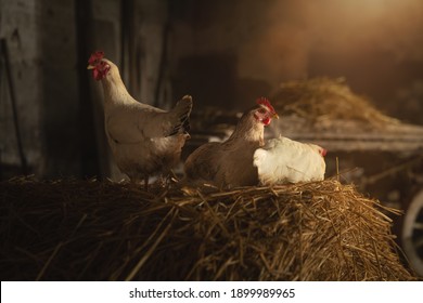 Cinematic Shot Of Ecologically Grown White Hen Used For Biological Genuine Food Products Industry In Hay Barn Of Countryside Agricultural Farm. Concept Of Love For Animals And Nature,vegetarian, Vegan