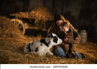 Cinematic shot of happy mother farmer is showing to her toddler baby boy how to feed from bottle with dummy ecologically grown newborn calf used for biological milk product industry in cowshed stable 