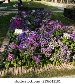 Cineraria Flower Colorful Flower Bed