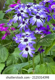 Cineraria Flower Fresh In Nursery 