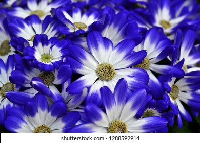 Cineraria Flowers