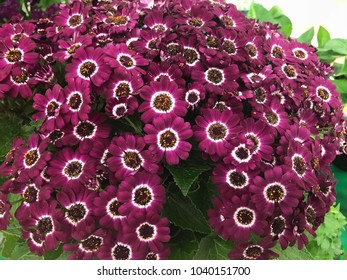 Cineraria Flowers, Real And Beautiful In Amarante Color (pink, Purple, Red Wine, Violet, Red) - Daisies, Chrysanthemums, Garden Decoration