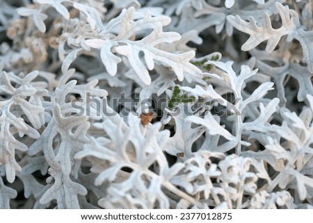 cineraria plant silver leaf details. High quality photo