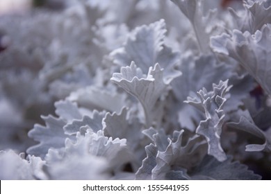 Cineraria Silver Dust Or Dusty Miller Plant, Is A Beautiful Plant That Is Silvery Or Light Grey In Color