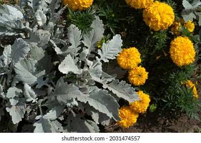 Cineraria And Yellow Chrysanthemum Bushes On A Flowerbed. Plants For Ornamental Horticulture.