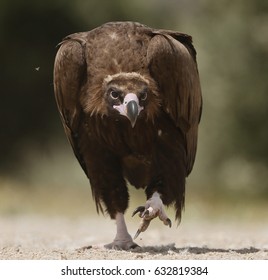 Cinereous Vulture 