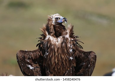 Cinereous Vulture Aegypius Monachus Bird 