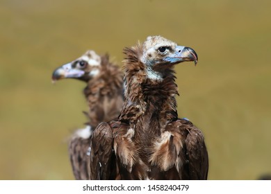 Cinereous Vulture Aegypius Monachus Bird 