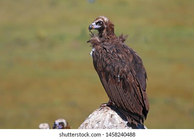 Cinereous Vulture Aegypius Monachus Bird 