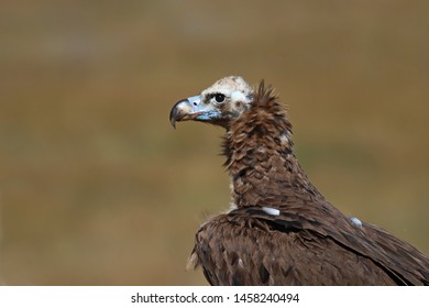 Cinereous Vulture Aegypius Monachus Bird 