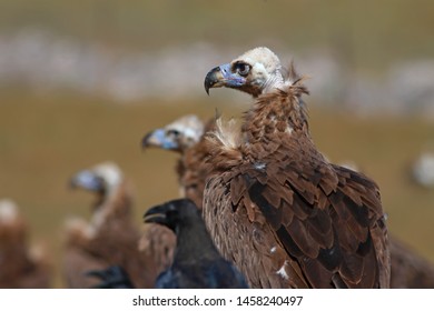 Cinereous Vulture Aegypius Monachus Bird 