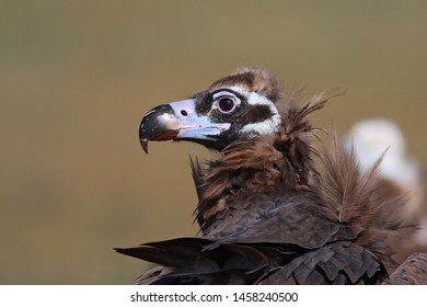 Cinereous Vulture Aegypius Monachus Bird 