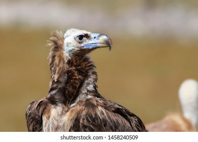 Cinereous Vulture Aegypius Monachus Bird 