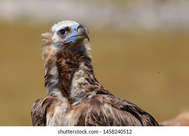 Cinereous Vulture Aegypius Monachus Bird 