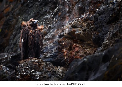 The cinereous vulture (Aegypius monachus) also known as the black vulture, monk or Eurasian black vulture sitting on the nesting place. Wild animal on nesting place in Spain.