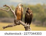 The cinereous vulture (Aegypius monachus) is a large raptor in the family Accipitridae and distributed through much of temperate Eurasia