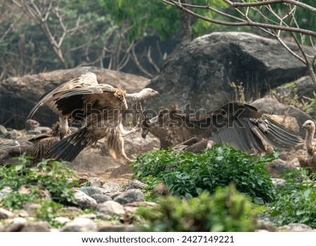 Cinereous Vulture and himalayan griffon vulture fighting image
