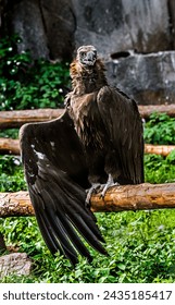 Cinereous vulture also known as the black vulture, monk vulture, or Eurasian black vulture. Latin name - Aegypius monachus