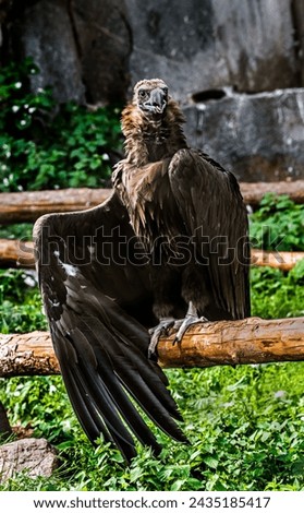 Cinereous vulture also known as the black vulture, monk vulture, or Eurasian black vulture. Latin name - Aegypius monachus