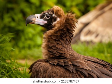 Cinereous Vulture On The Look Out