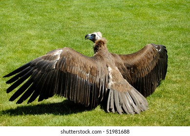 Cinereous Vulture Sunning Itself