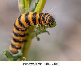 Cinnabar Caterpillar Feeding