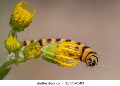 Cinnabar Caterpillar On Flower