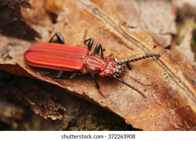 Cinnabar flat bark beetle, Czech Republic