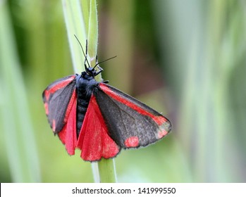 Cinnabar Moth