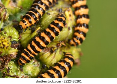 Cinnabar moth caterpillar, macro photography - Shutterstock ID 2222428281