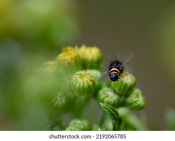 Cinnabar Moth Caterpillar On Ragwort