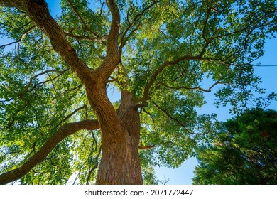 Cinnamomum camphora is a species of evergreen tree that is commonly known under the names camphor tree, camphorwood or camphor laure